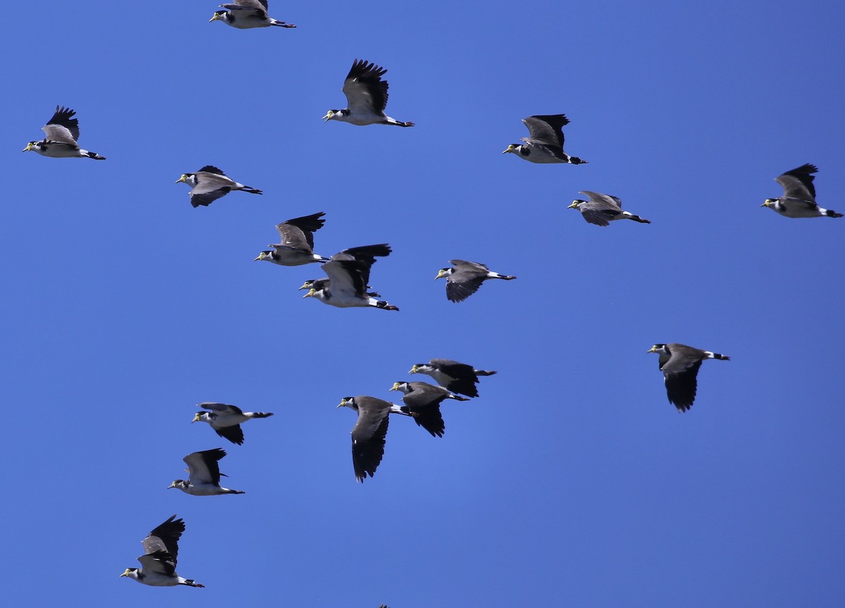 Masked Lapwing (Black-shouldered) - ML647119374