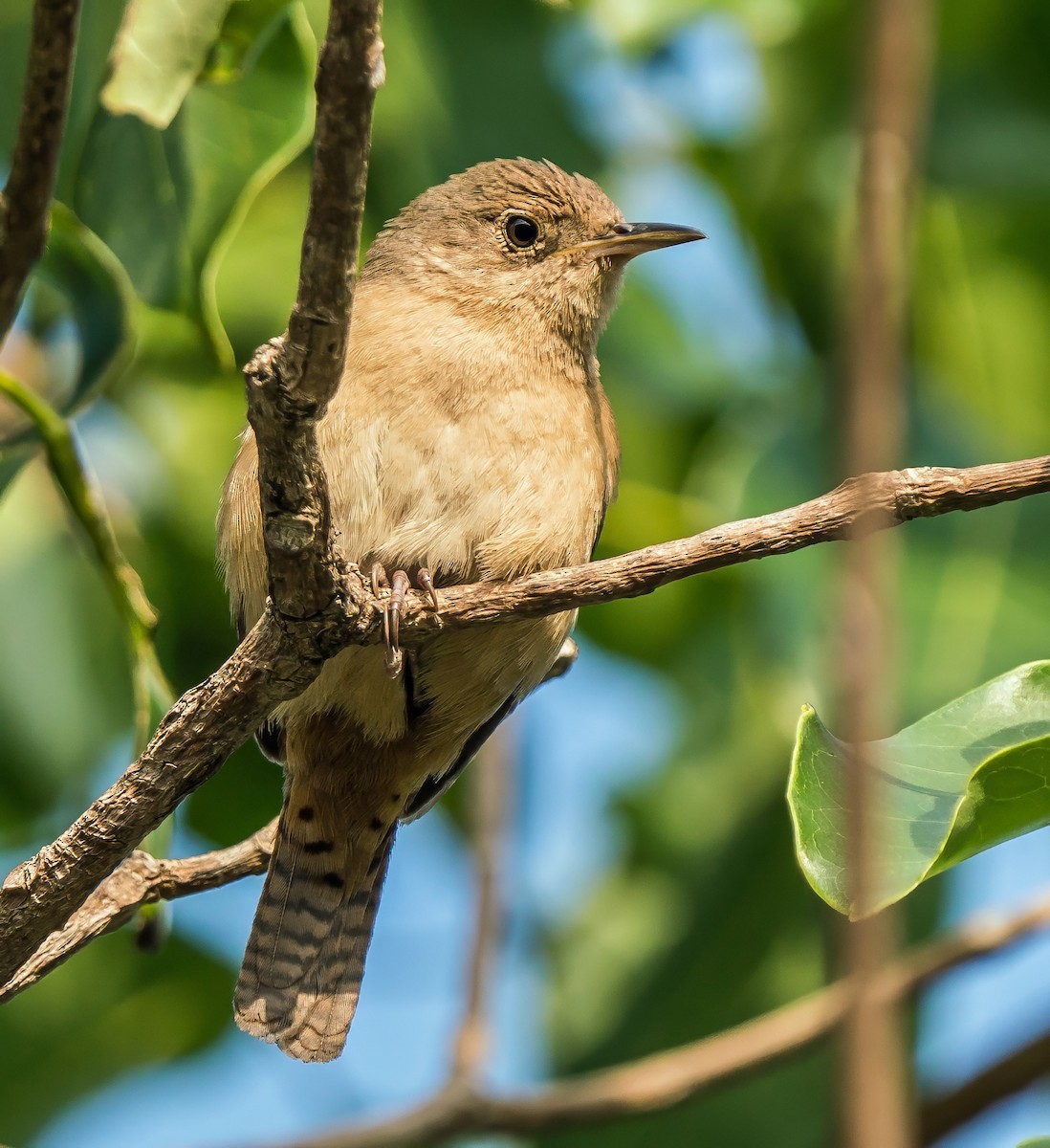Southern House Wren - ML647119380