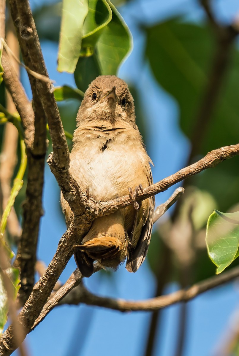 Southern House Wren - ML647119381
