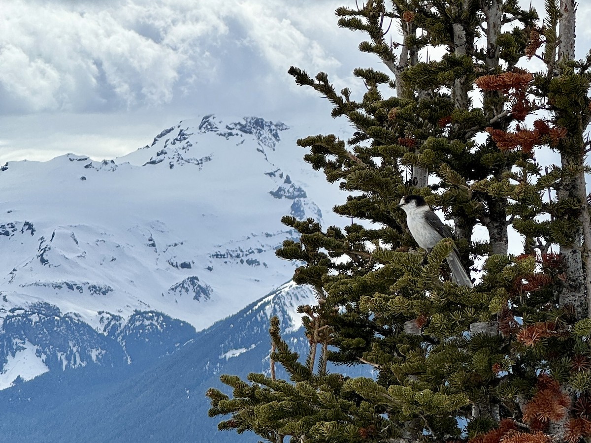 Canada Jay - ML647119392