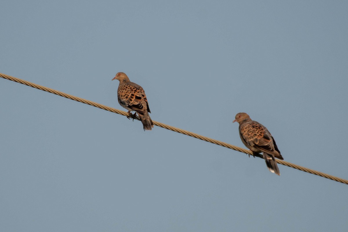 תור מזרחי - ML647119394
