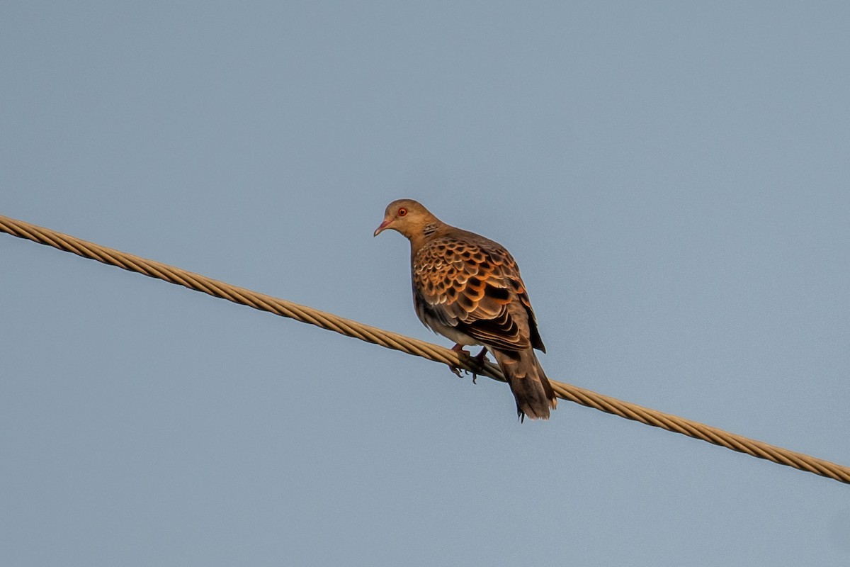 תור מזרחי - ML647119395