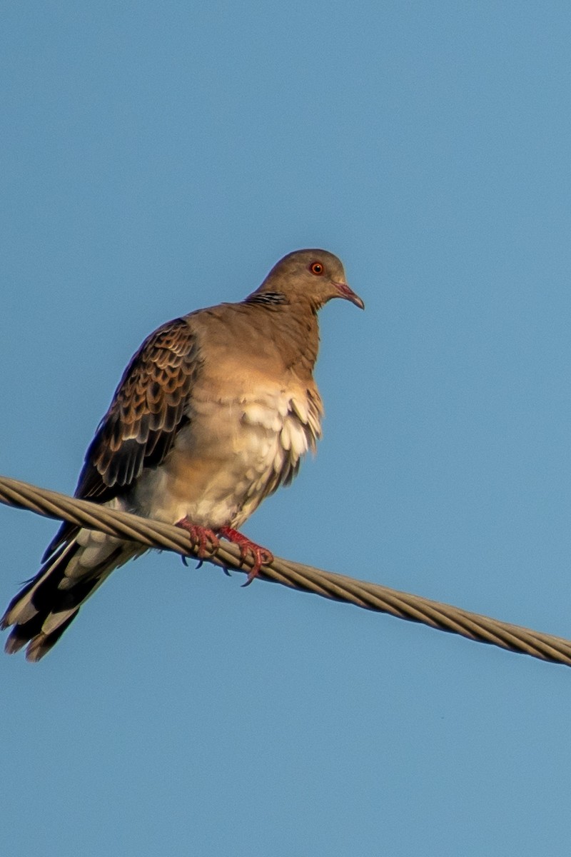 תור מזרחי - ML647119396