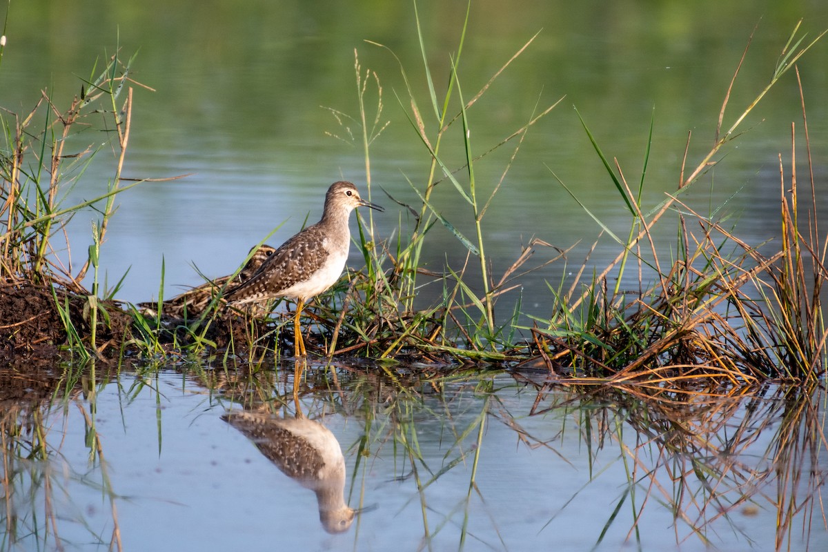 vodouš bahenní - ML647119406