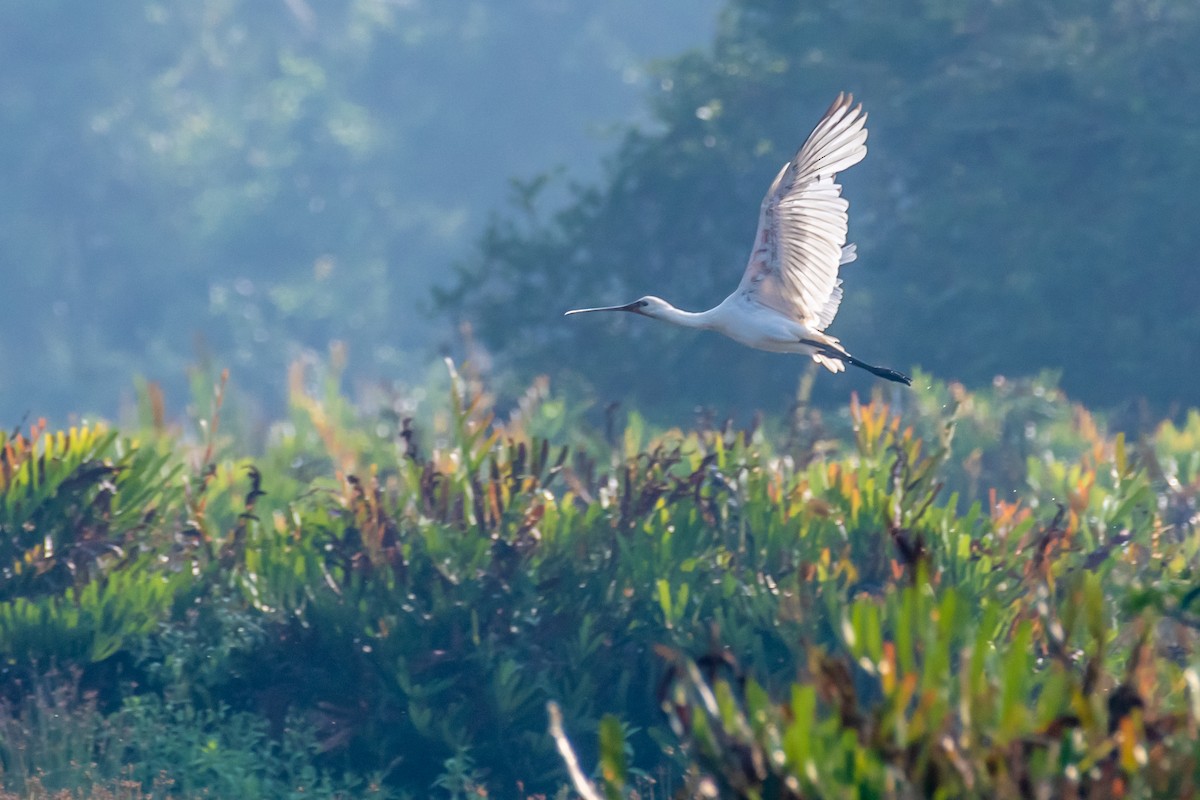 kolpík bílý - ML647119410