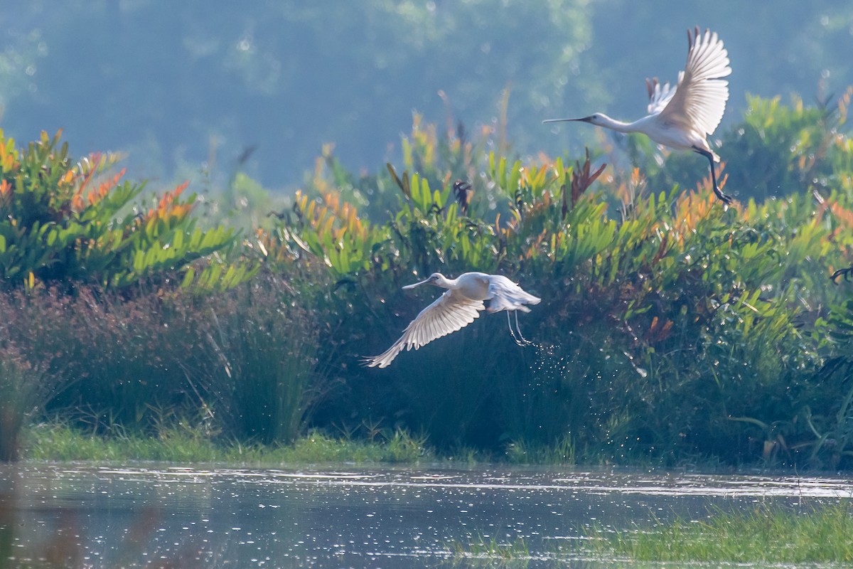 kolpík bílý - ML647119411