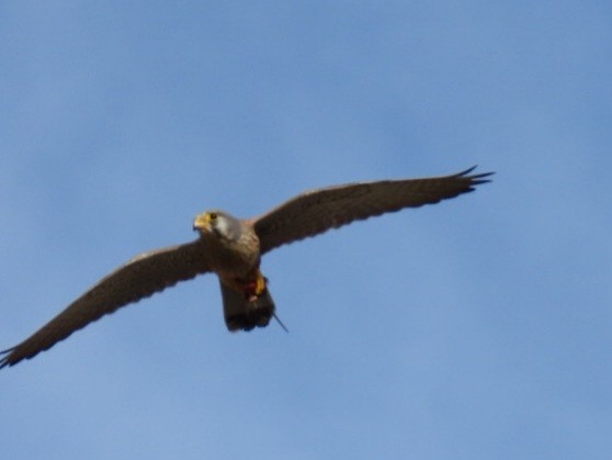 Eurasian Kestrel - ML647119421