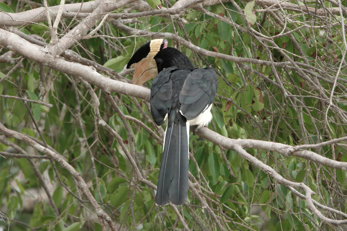 Malabar Pied-Hornbill - ML647119422