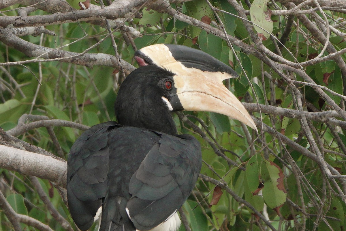 Malabar Pied-Hornbill - ML647119424