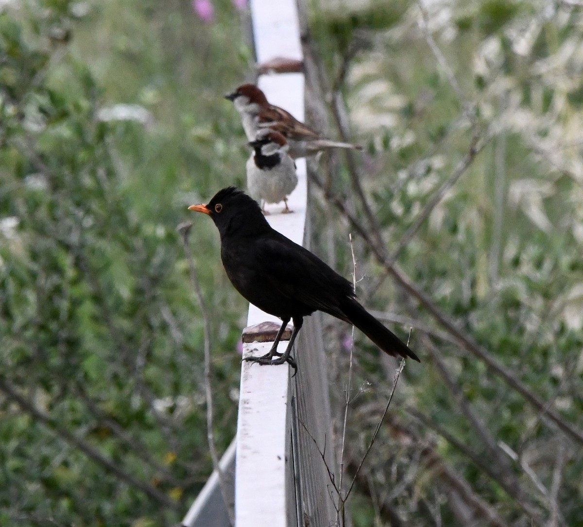 Eurasian Blackbird - ML647119429