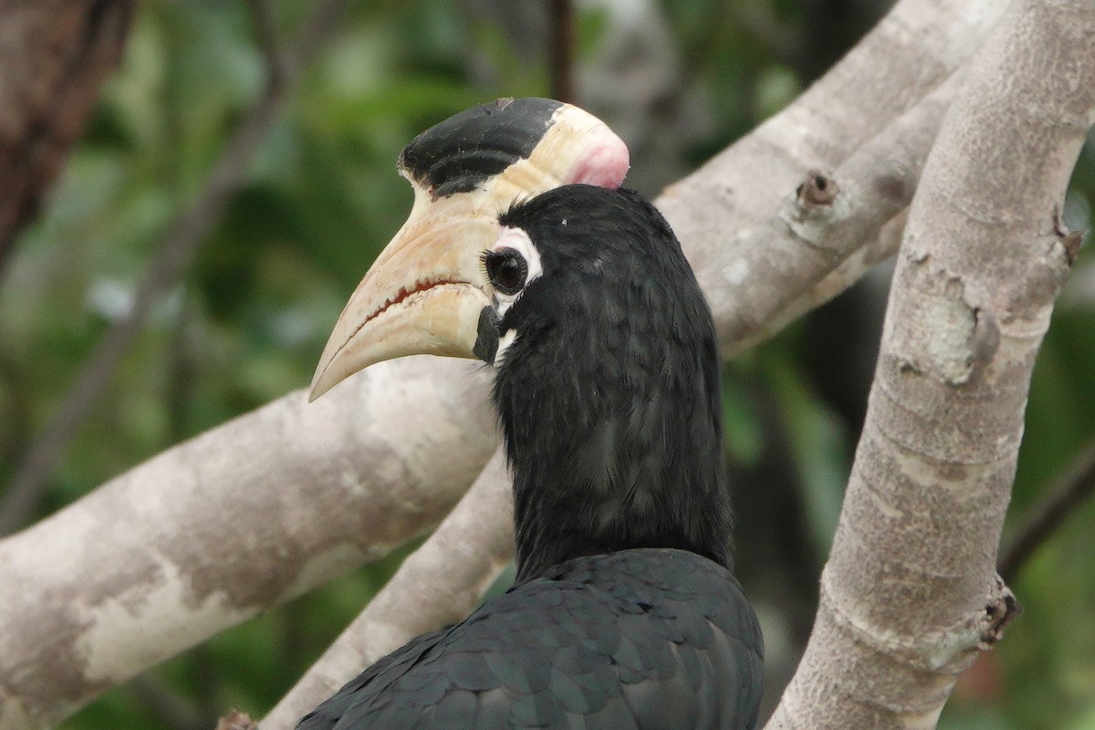 Malabar Pied-Hornbill - ML647119431