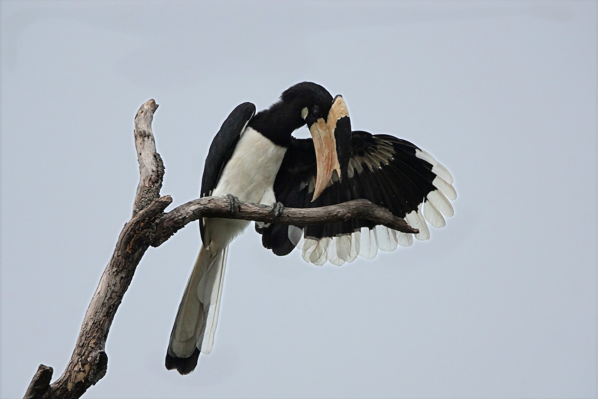 Malabar Pied-Hornbill - ML647119438