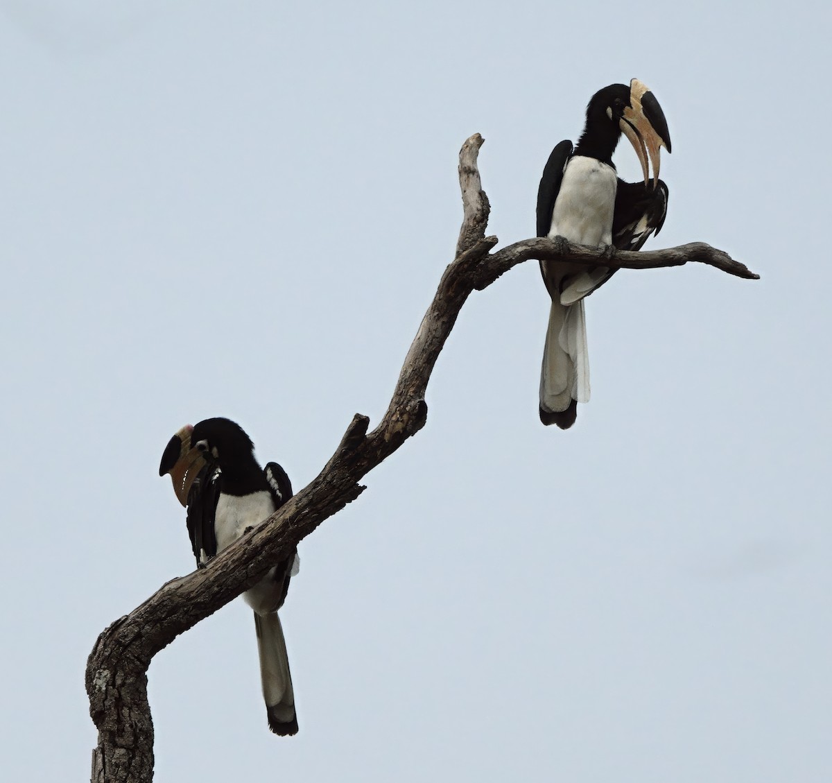 Malabar Pied-Hornbill - ML647119440