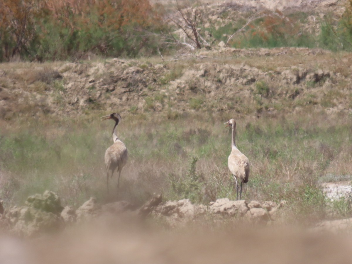 Common Crane - ML647119445