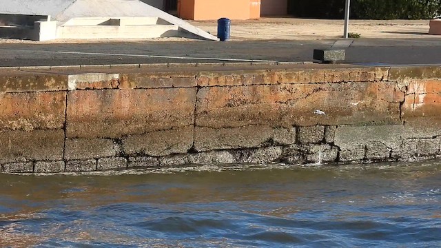 Little Gull - ML647119448