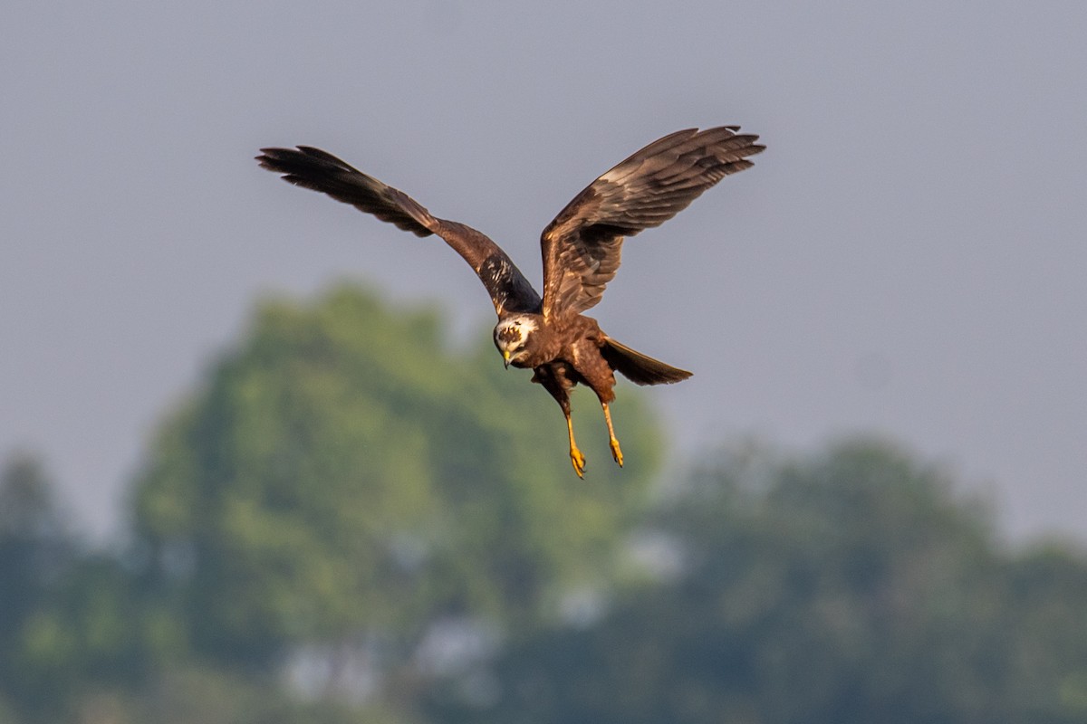 moták pochop - ML647119450