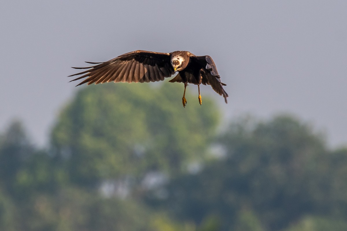 moták pochop - ML647119451