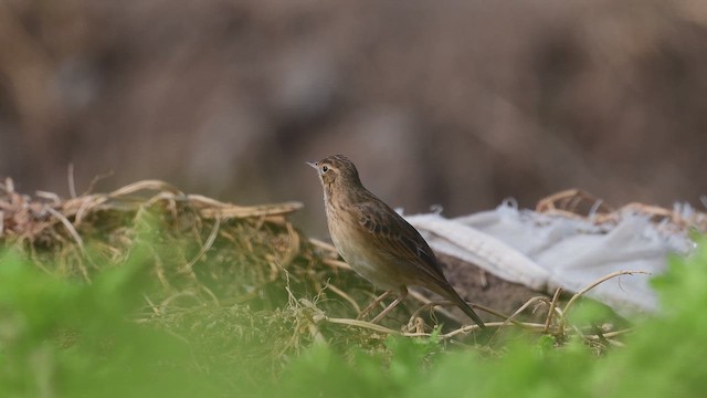 linduška velká - ML647119453