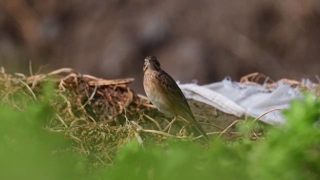 Щеврик азійський - ML647119456