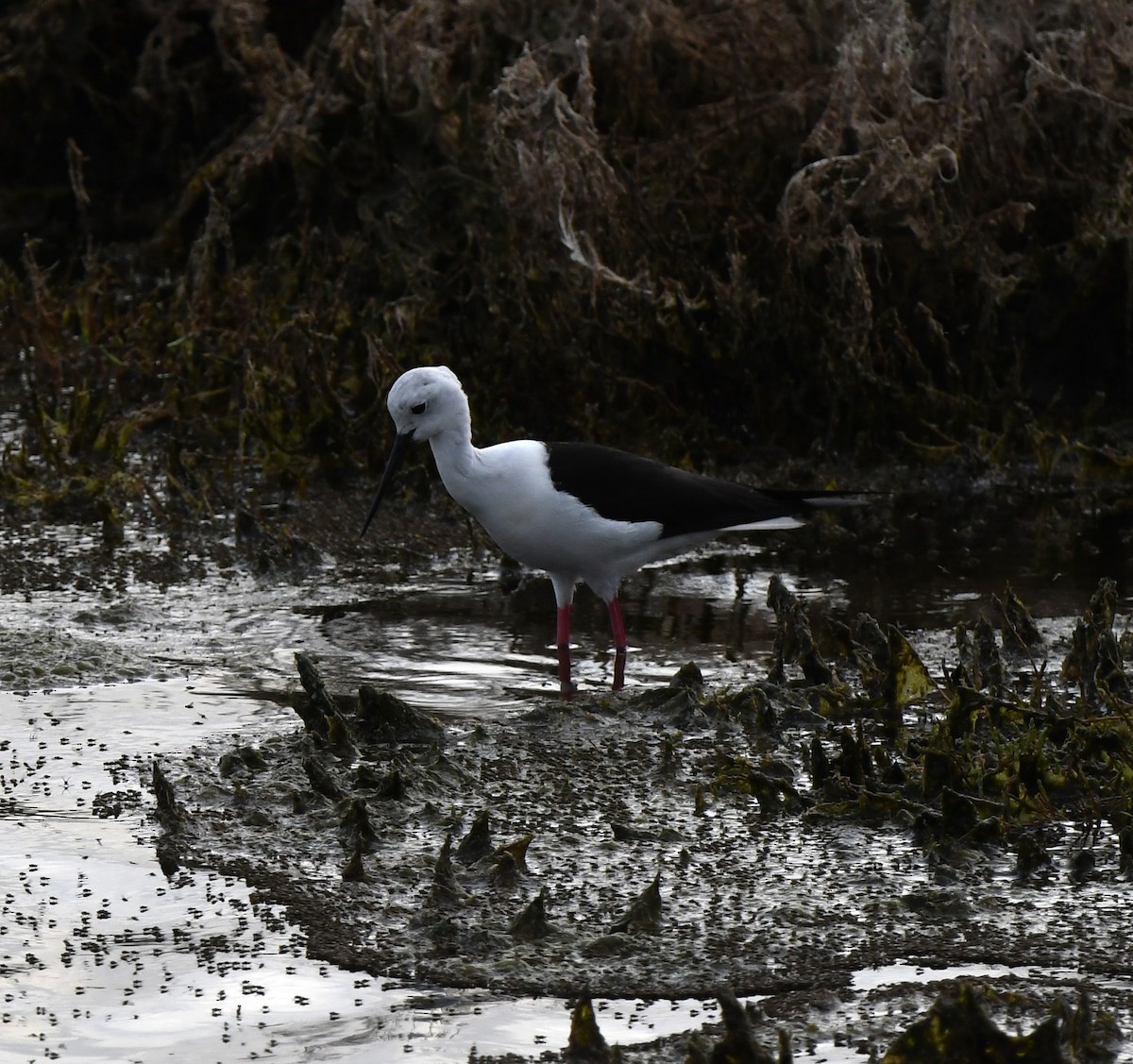 高蹺鴴 - ML647119464