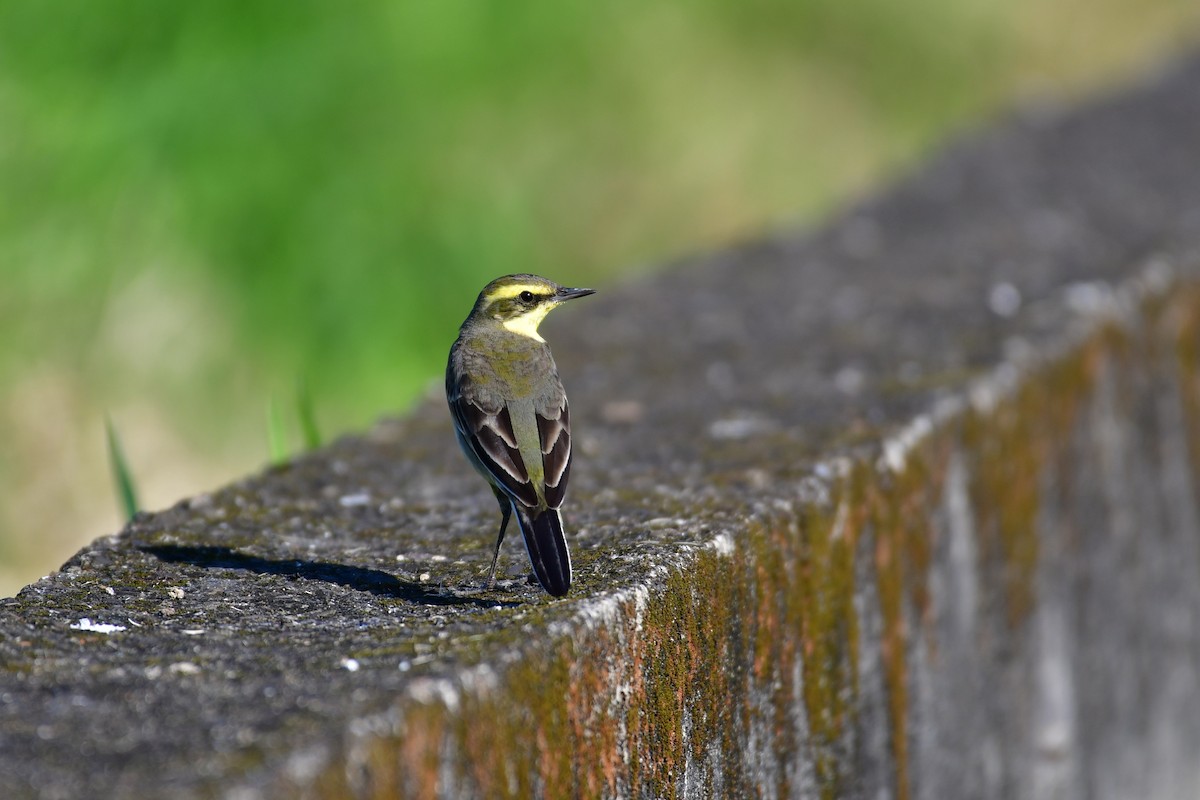 Eastern Yellow Wagtail - ML647119466