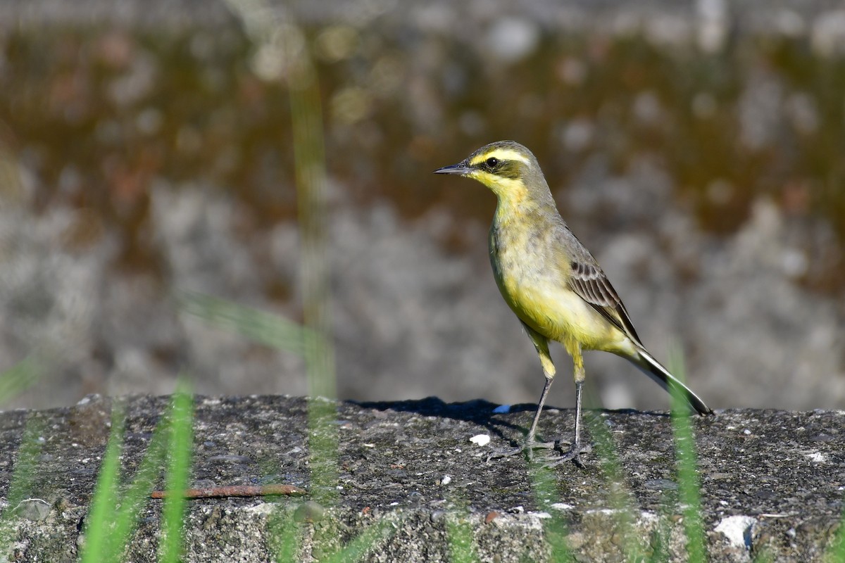 Eastern Yellow Wagtail - ML647119467