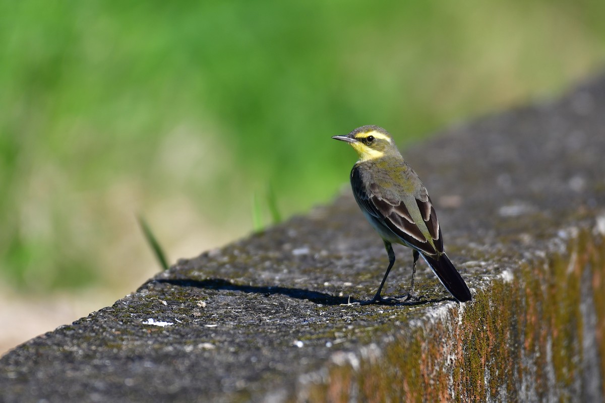 Eastern Yellow Wagtail - ML647119468