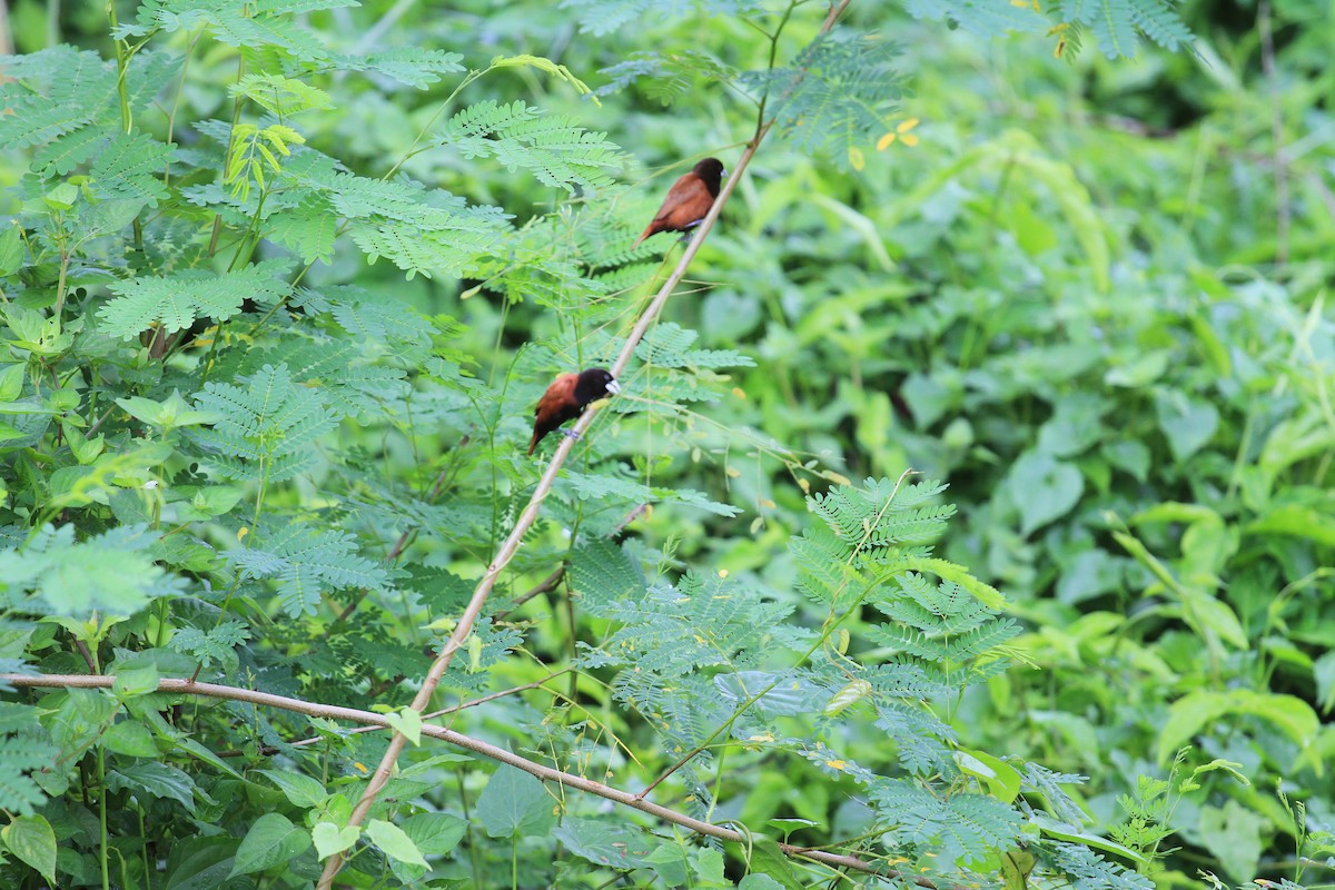 Kestane Rengi Munya - ML647119469