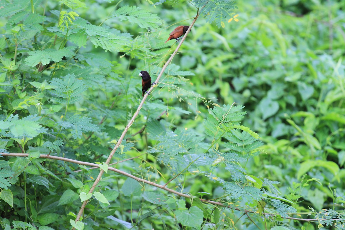 Kestane Rengi Munya - ML647119470