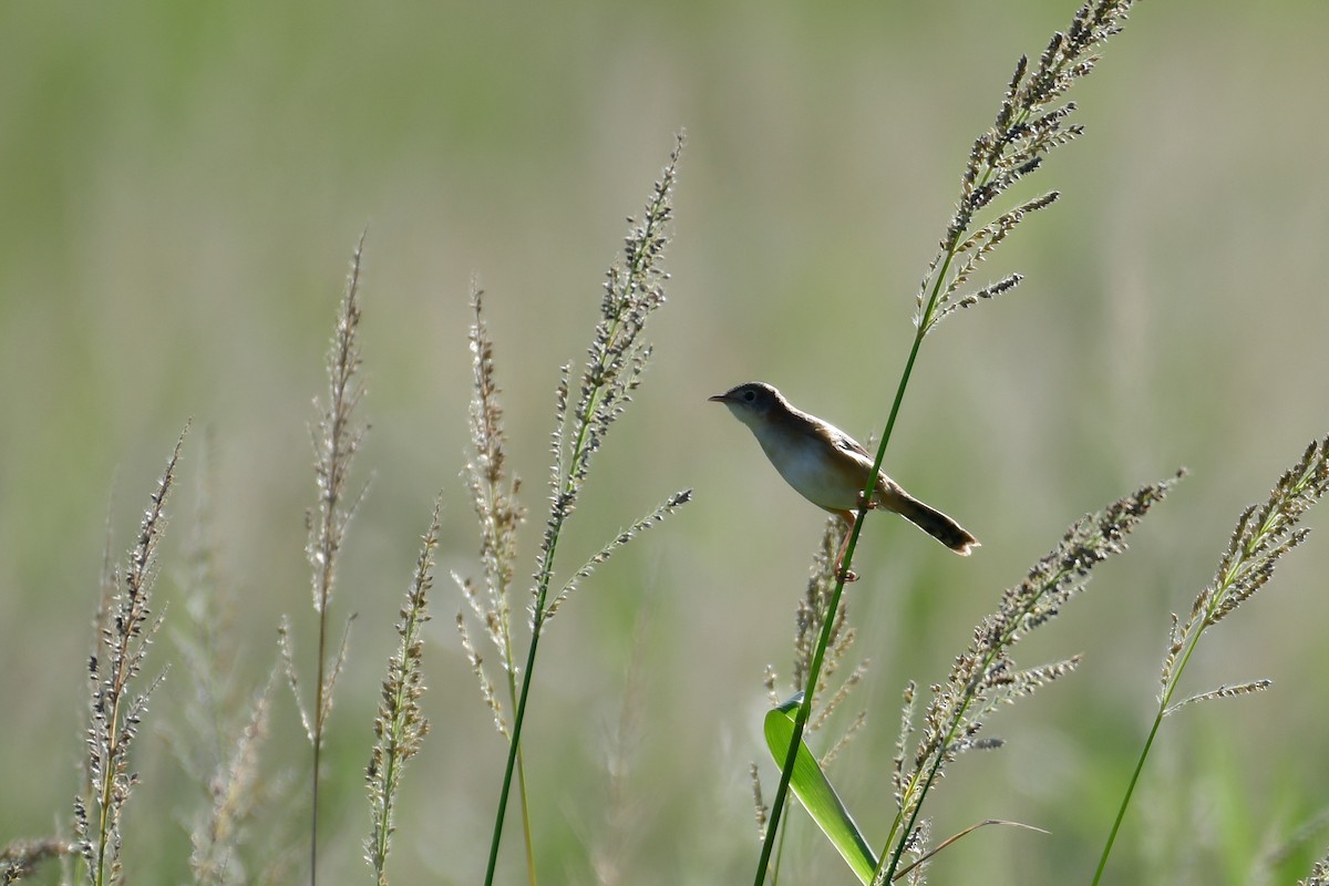Golden-headed Cisticola - ML647119482