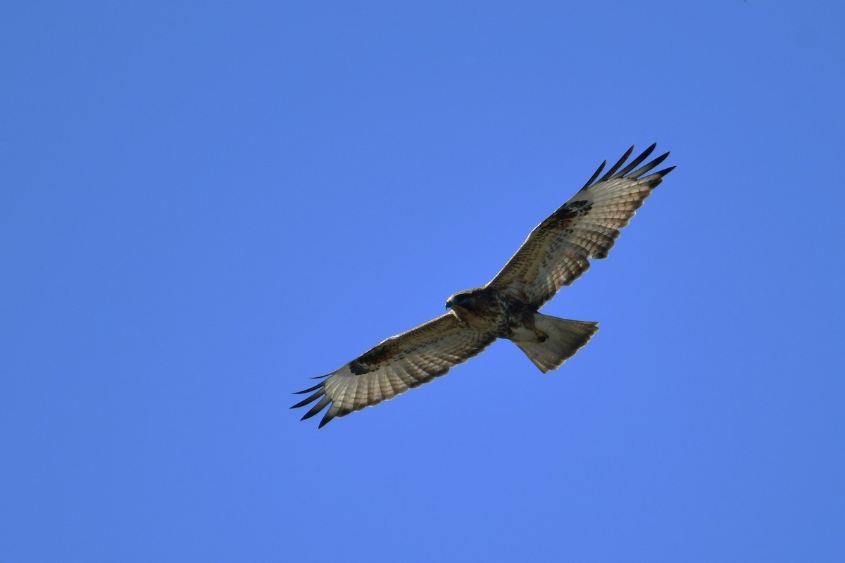 Eastern Buzzard - ML647119484