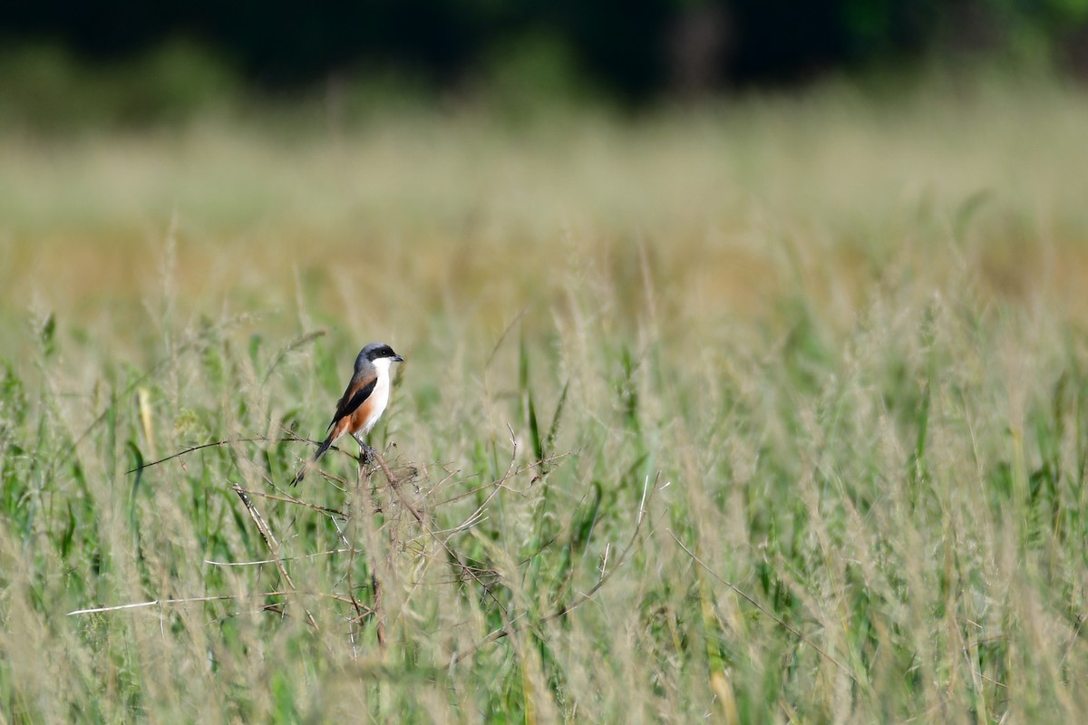 Long-tailed Shrike - ML647119485