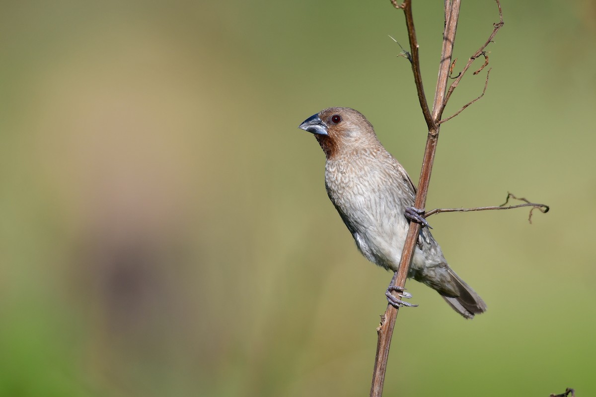 Munia pettosquamato - ML647119489