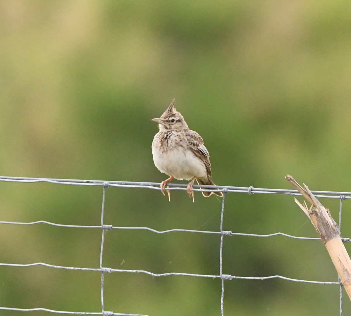 Посмітюха звичайна [група cristata] - ML647119490