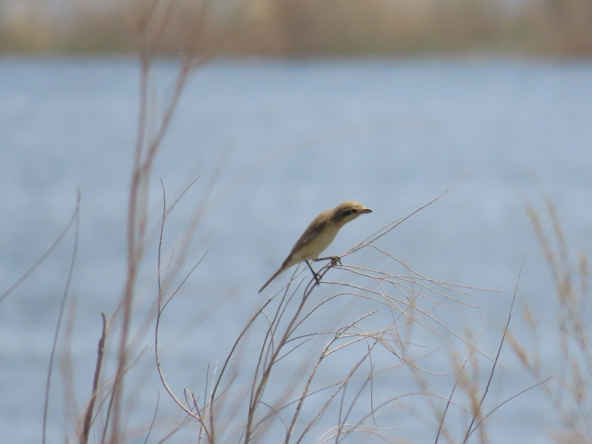 Isabelline Shrike - ML647119491