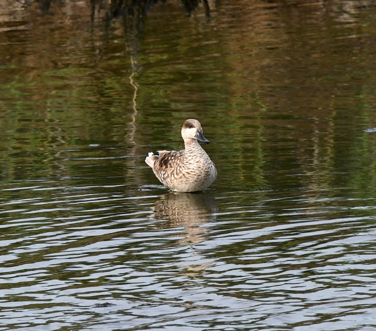 Marbled Duck - ML647119493