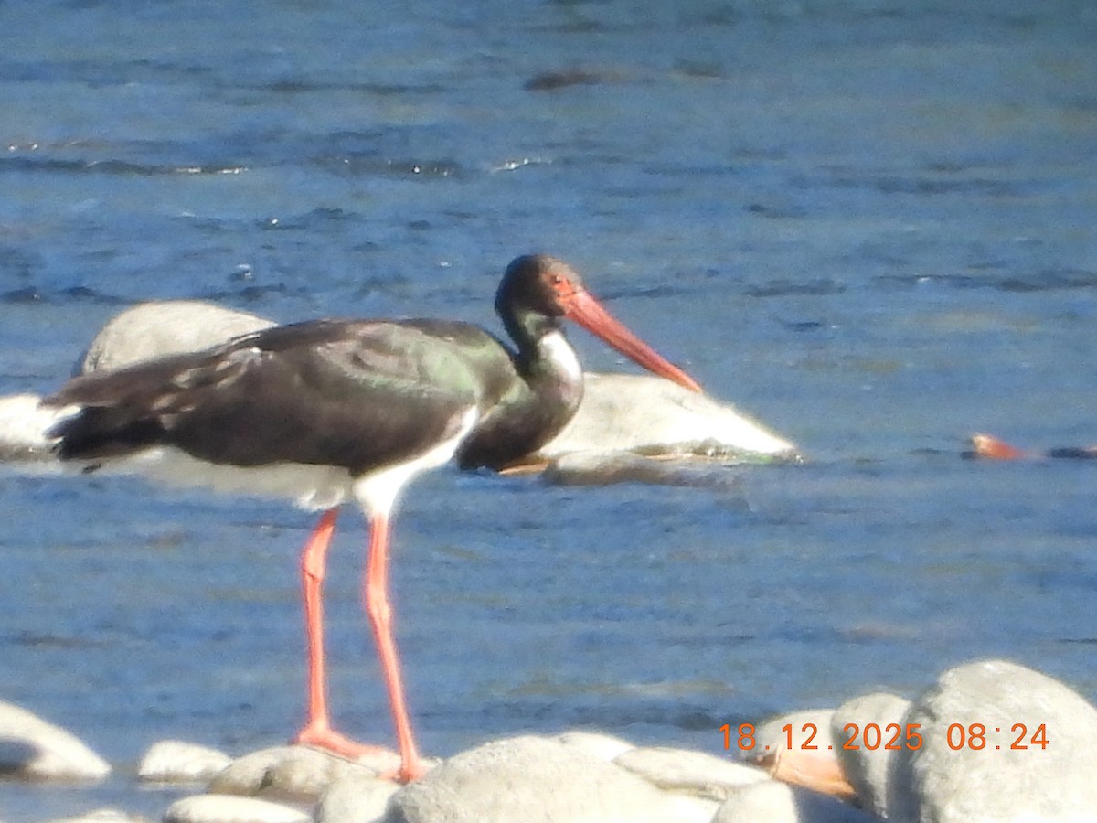Cigüeña Negra - ML647119498