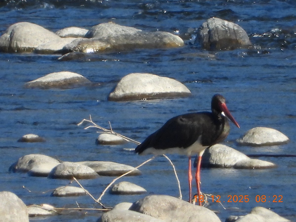 Cigüeña Negra - ML647119502