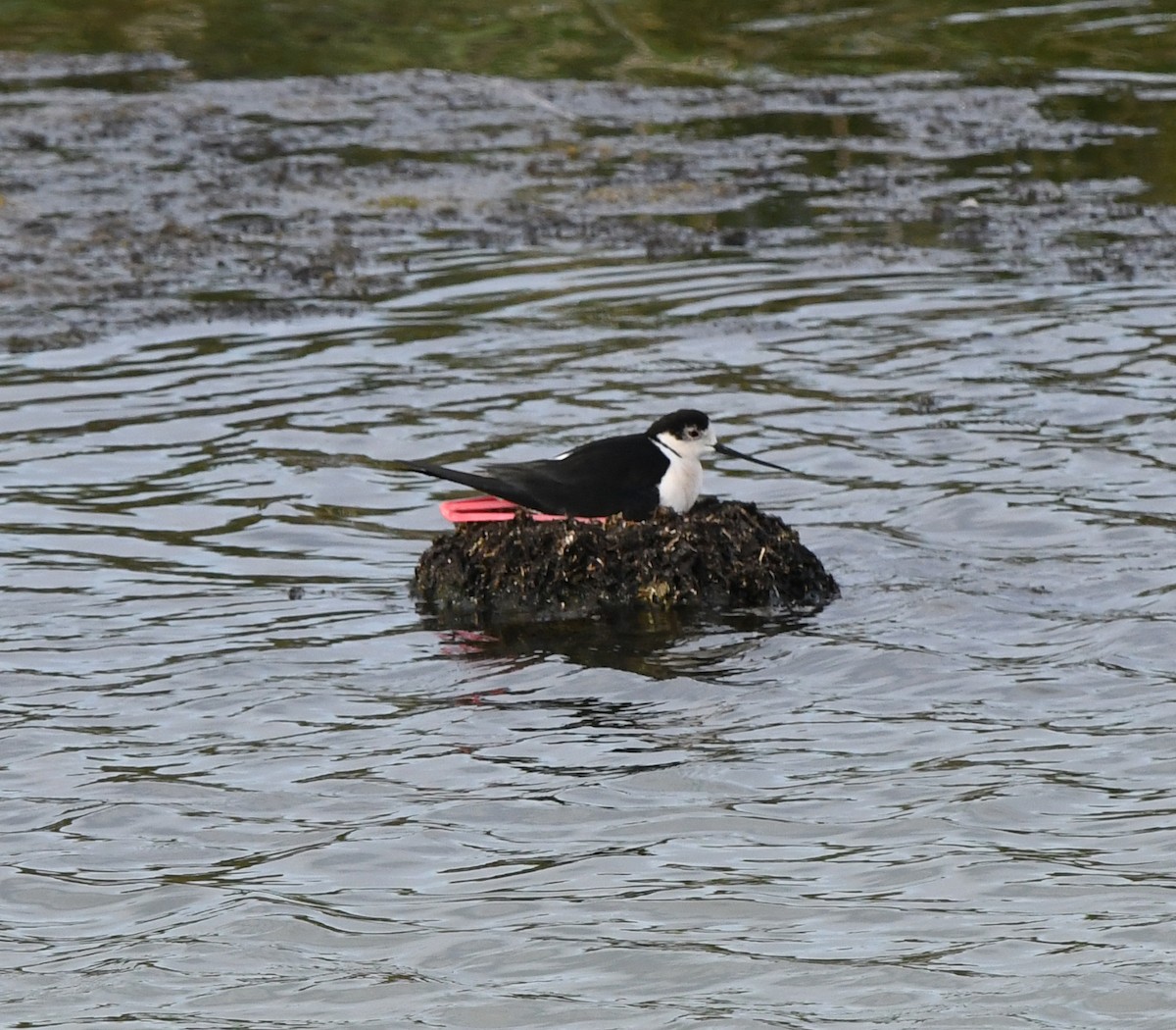 Zankaluze eurasiarra - ML647119513