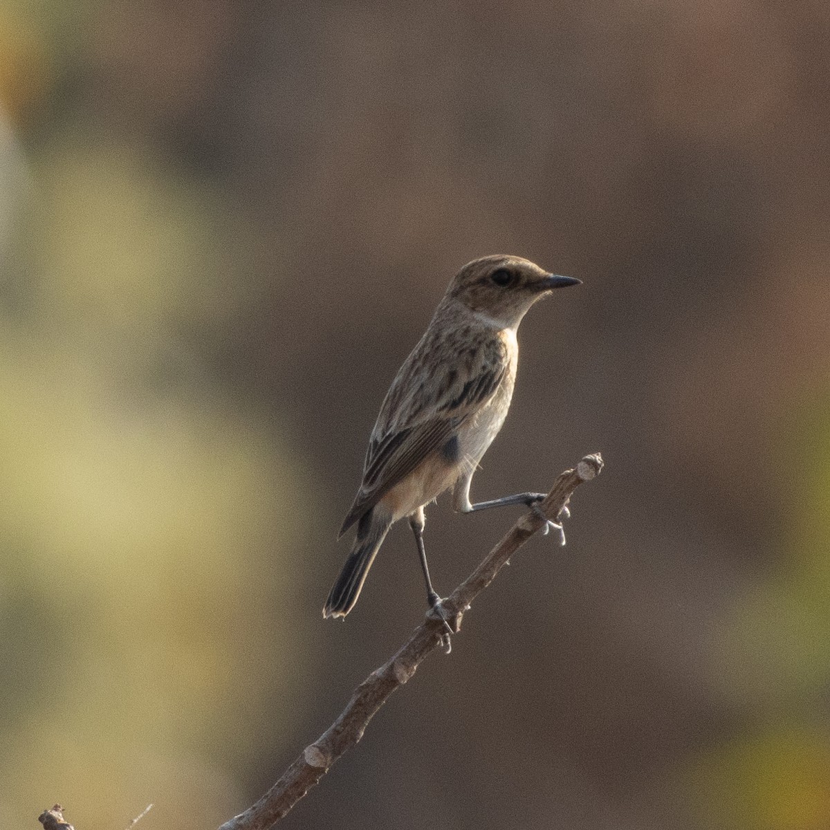 Siberian Stonechat - ML647119528