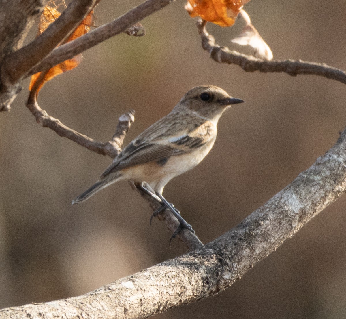 Siberian Stonechat - ML647119530