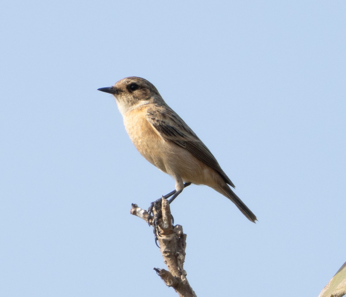 Siberian Stonechat - ML647119533