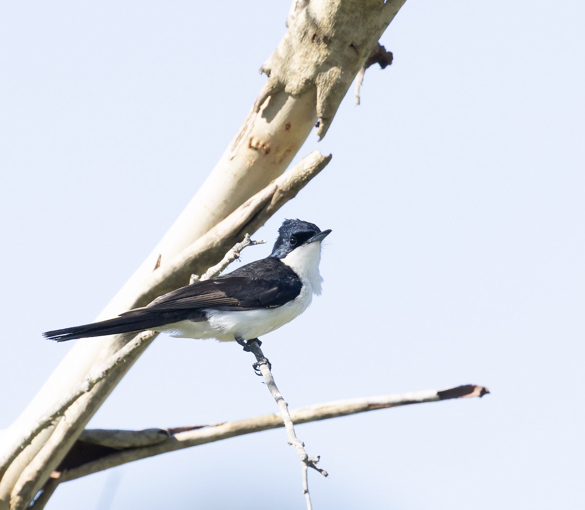 Restless Flycatcher - ML647119557