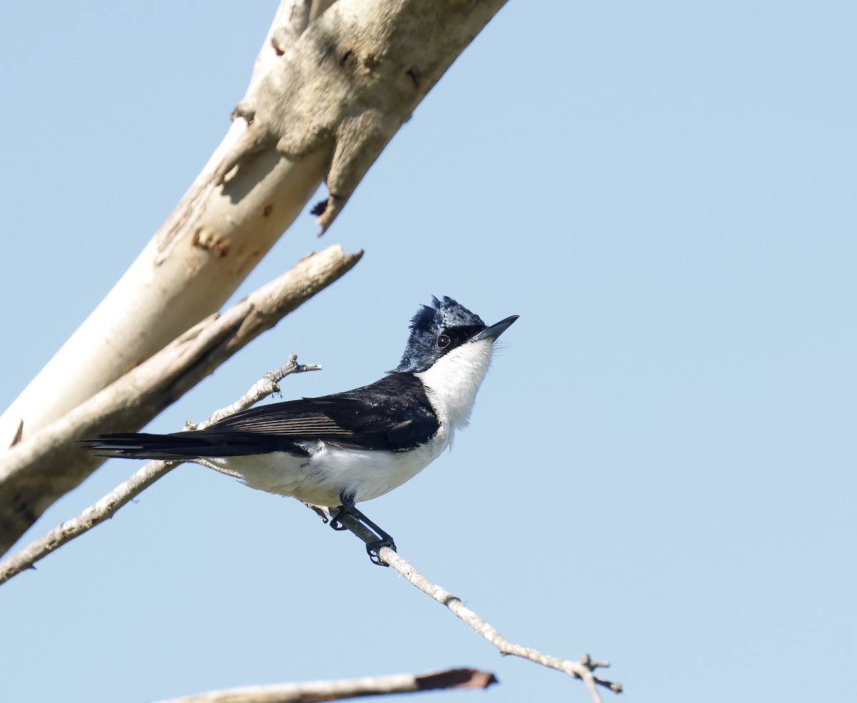 Restless Flycatcher - ML647119558