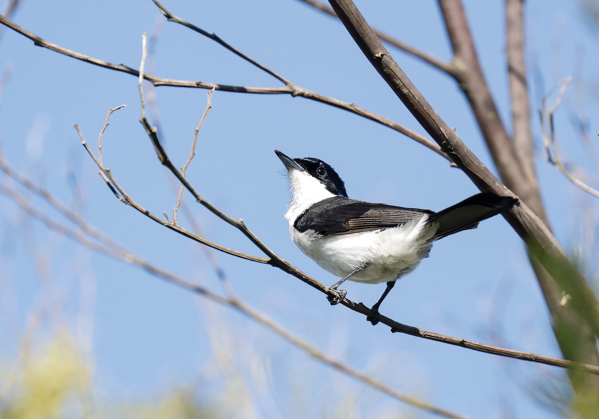 Restless Flycatcher - ML647119559