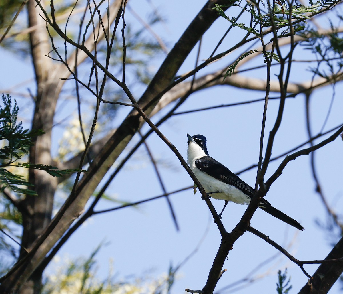 Restless Flycatcher - ML647119560