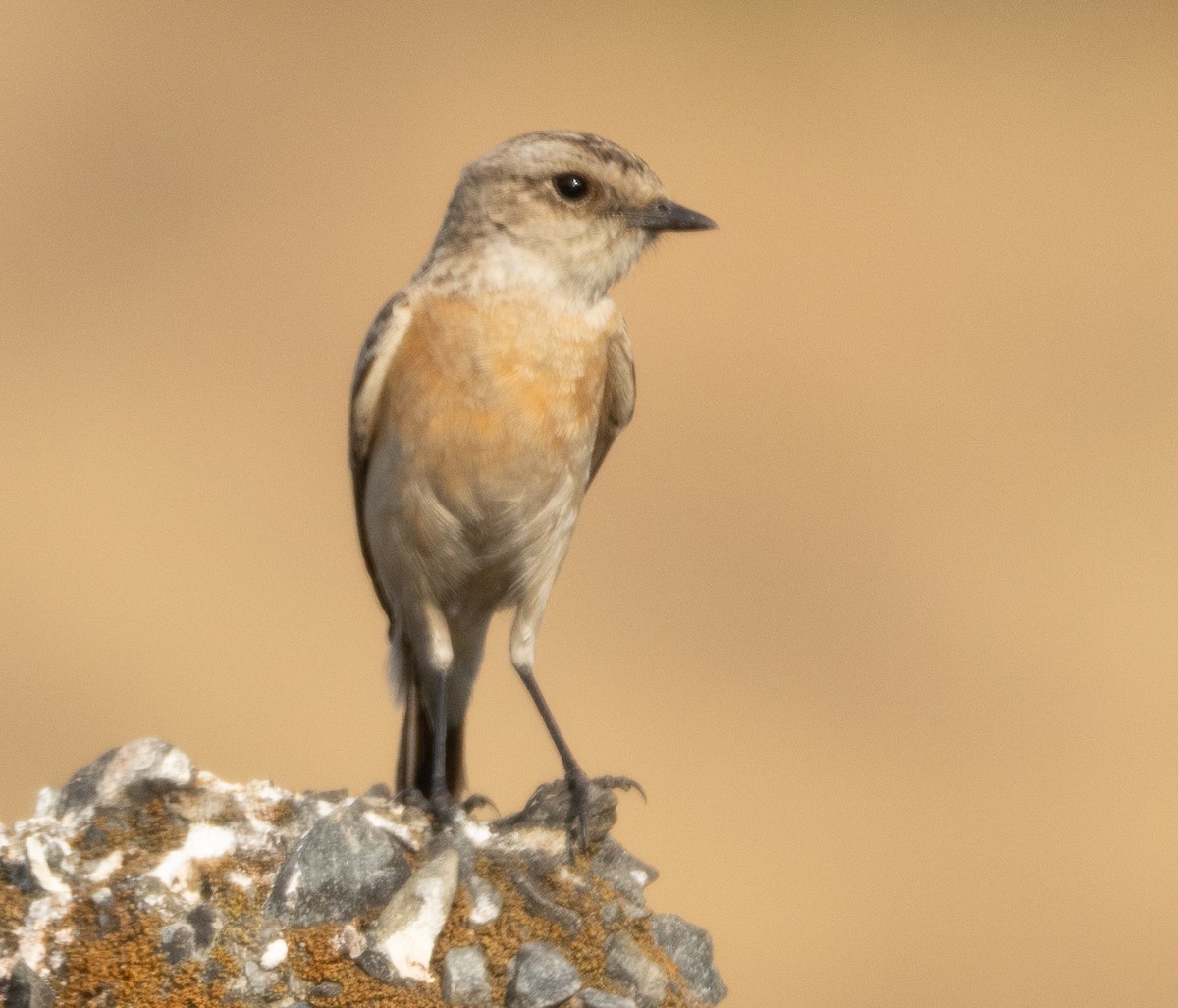Siberian Stonechat - ML647119564
