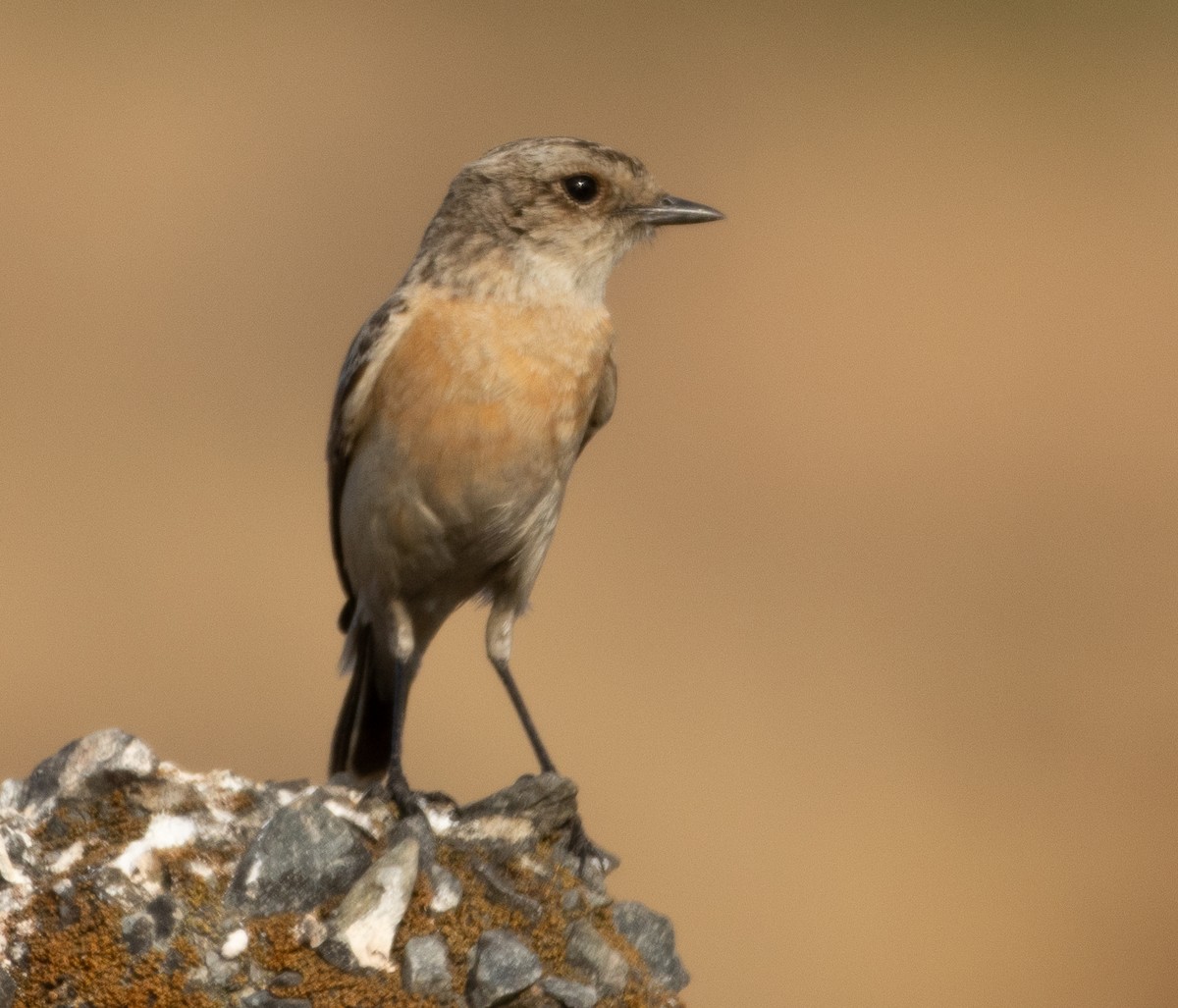 Siberian Stonechat - ML647119568
