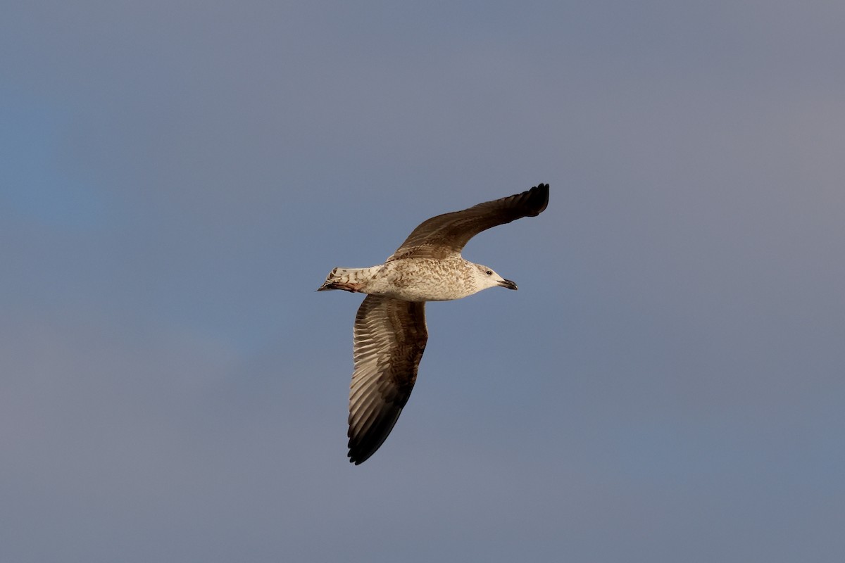 שחף ימי - ML647119580