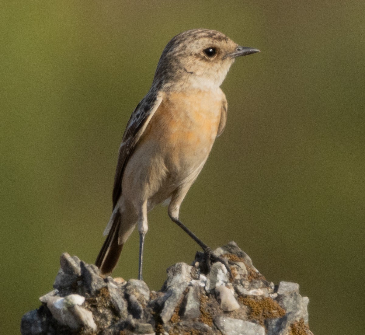 Siberian Stonechat - ML647119581